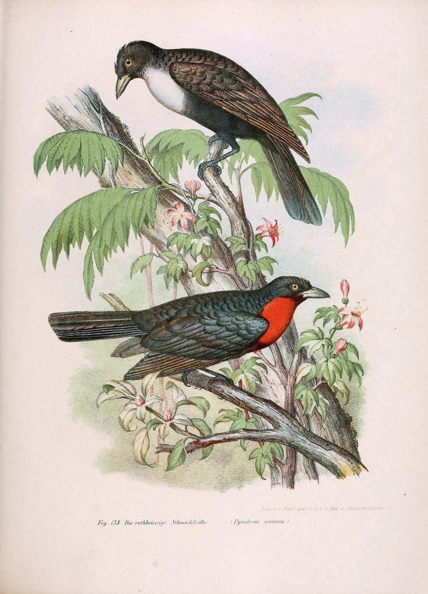 Bilder-atlas zur Wissenschaftlich-populÃ¤ren Naturgeschichte der VÃ¶gel in ihren sÃ¤mmtlich | Birds "Pictorial works"  | Vintage Print Reproduction 460972