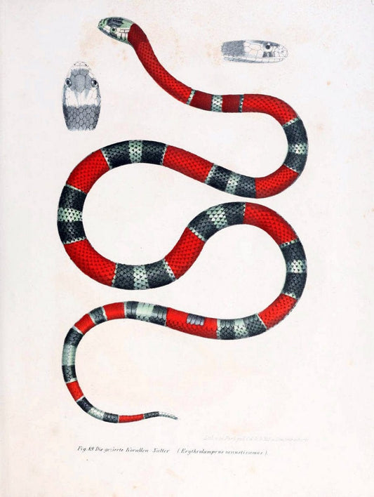 Bilder-Atlas zur wissenschaftlich-populÃ¤ren Naturgeschichte der WirbelthiereWien :K.K. H | Amphibians "Pictorial works" Reptiles  | Vintage Print Reproduction 460973