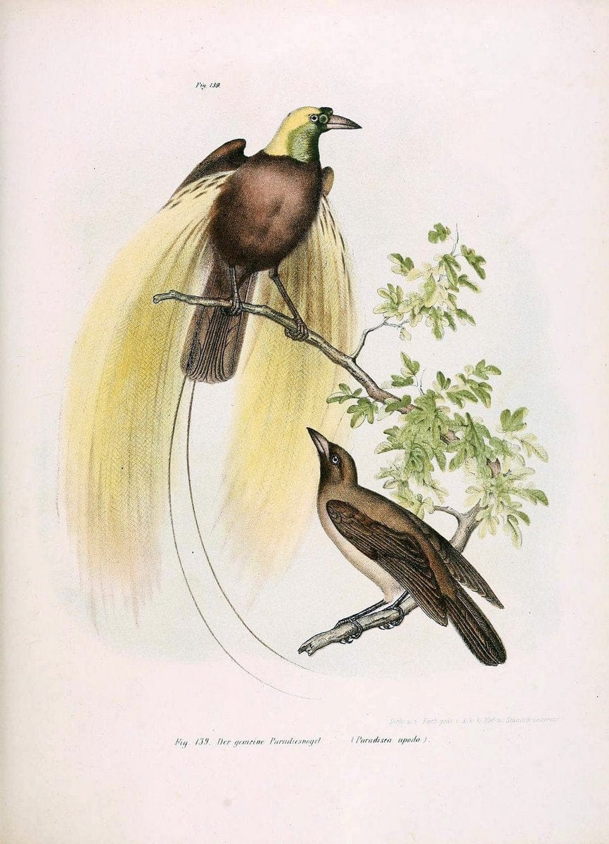 Bilder-atlas zur Wissenschaftlich-populÃ¤ren Naturgeschichte der VÃ¶gel in ihren sÃ¤mmtlich | Birds "Pictorial works"  | Vintage Print Reproduction 460974