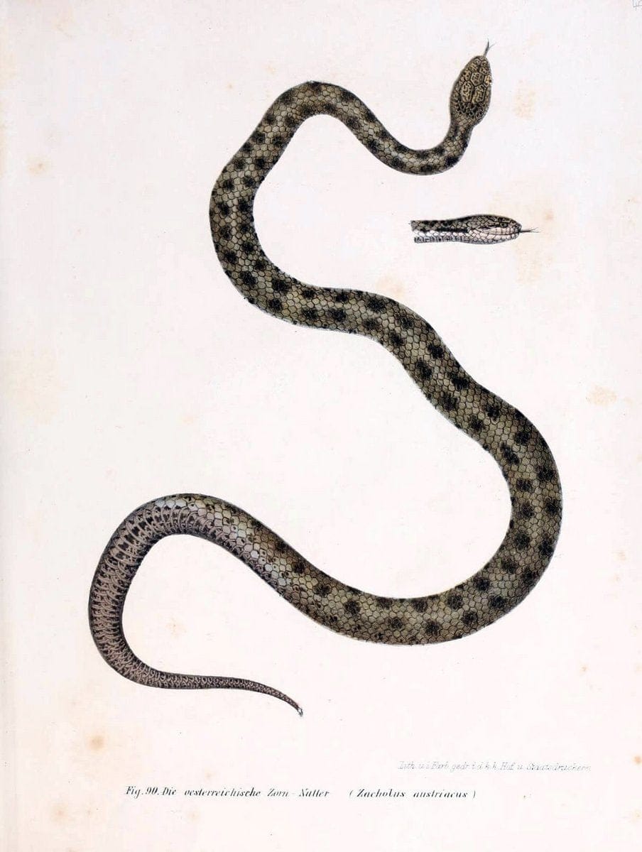 Bilder-Atlas zur wissenschaftlich-populÃ¤ren Naturgeschichte der WirbelthiereWien :K.K. H | Amphibians "Pictorial works" Reptiles  | Vintage Print Reproduction 460975