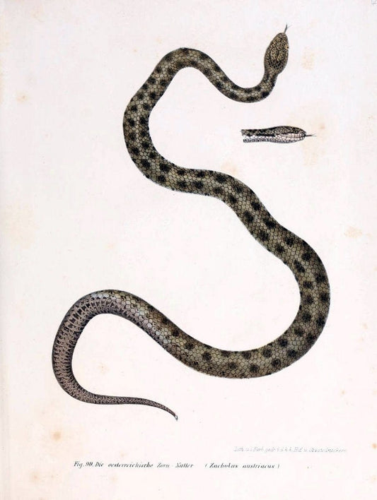 Bilder-Atlas zur wissenschaftlich-populÃ¤ren Naturgeschichte der WirbelthiereWien :K.K. H | Amphibians "Pictorial works" Reptiles  | Vintage Print Reproduction 460975