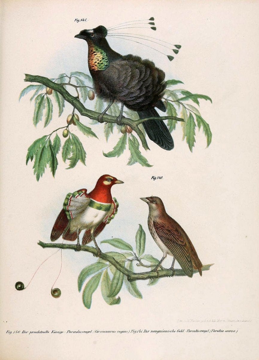 Bilder-atlas zur Wissenschaftlich-populÃ¤ren Naturgeschichte der VÃ¶gel in ihren sÃ¤mmtlich | Birds "Pictorial works"  | Vintage Print Reproduction 460976