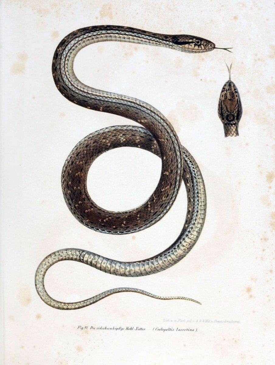 Bilder-Atlas zur wissenschaftlich-populÃ¤ren Naturgeschichte der WirbelthiereWien :K.K. H | Amphibians "Pictorial works" Reptiles  | Vintage Print Reproduction 460977