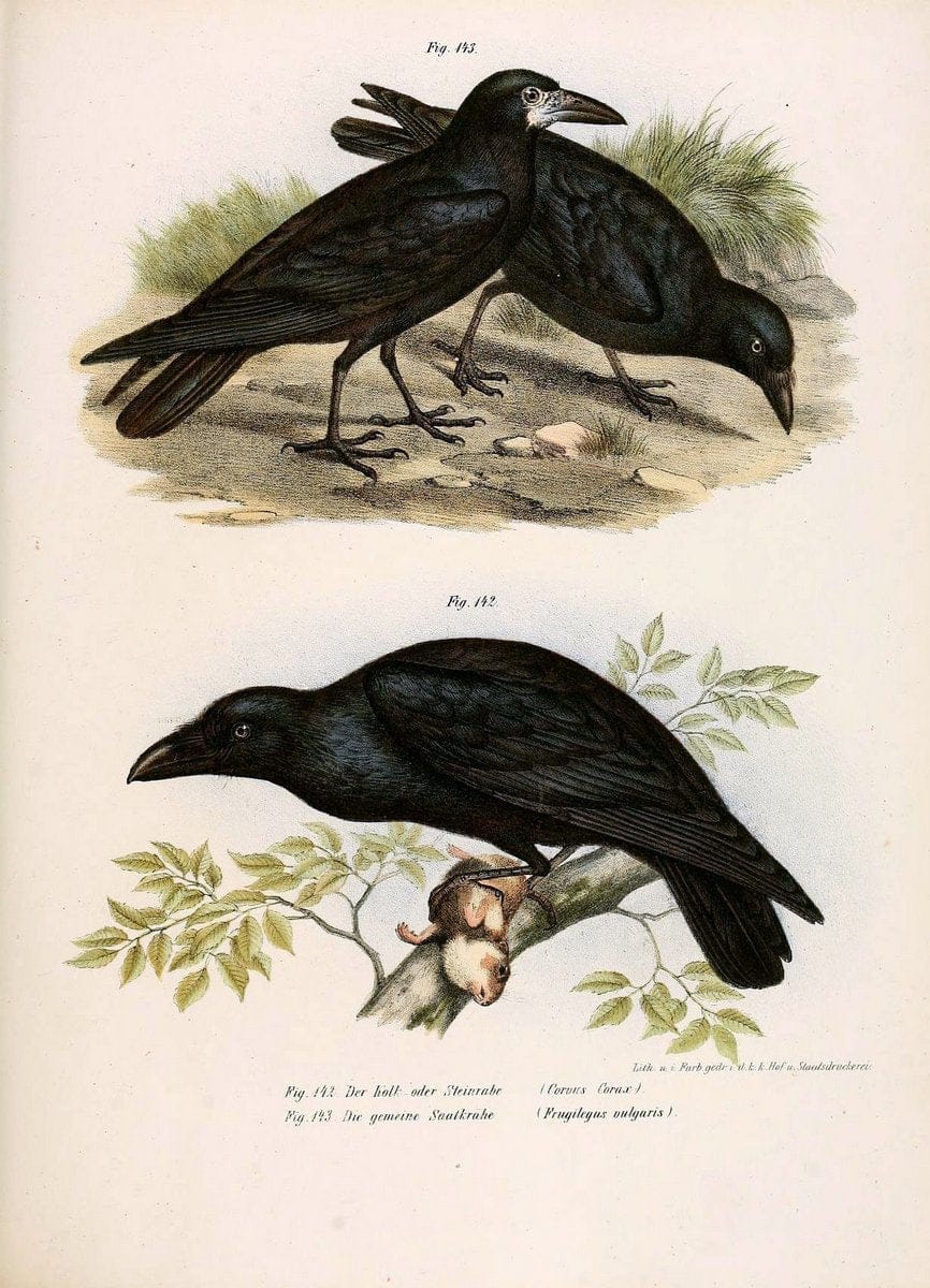 Bilder-atlas zur Wissenschaftlich-populÃ¤ren Naturgeschichte der VÃ¶gel in ihren sÃ¤mmtlich | Birds "Pictorial works"  | Vintage Print Reproduction 460978