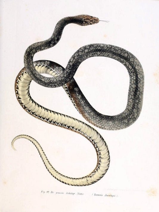 Bilder-Atlas zur wissenschaftlich-populÃ¤ren Naturgeschichte der WirbelthiereWien :K.K. H | Amphibians "Pictorial works" Reptiles  | Vintage Print Reproduction 460979