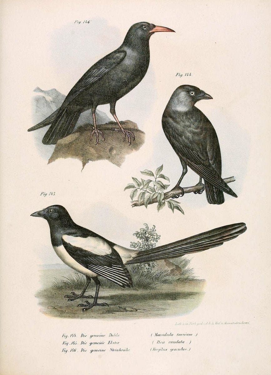 Bilder-atlas zur Wissenschaftlich-populÃ¤ren Naturgeschichte der VÃ¶gel in ihren sÃ¤mmtlich | Birds "Pictorial works"  | Vintage Print Reproduction 460980