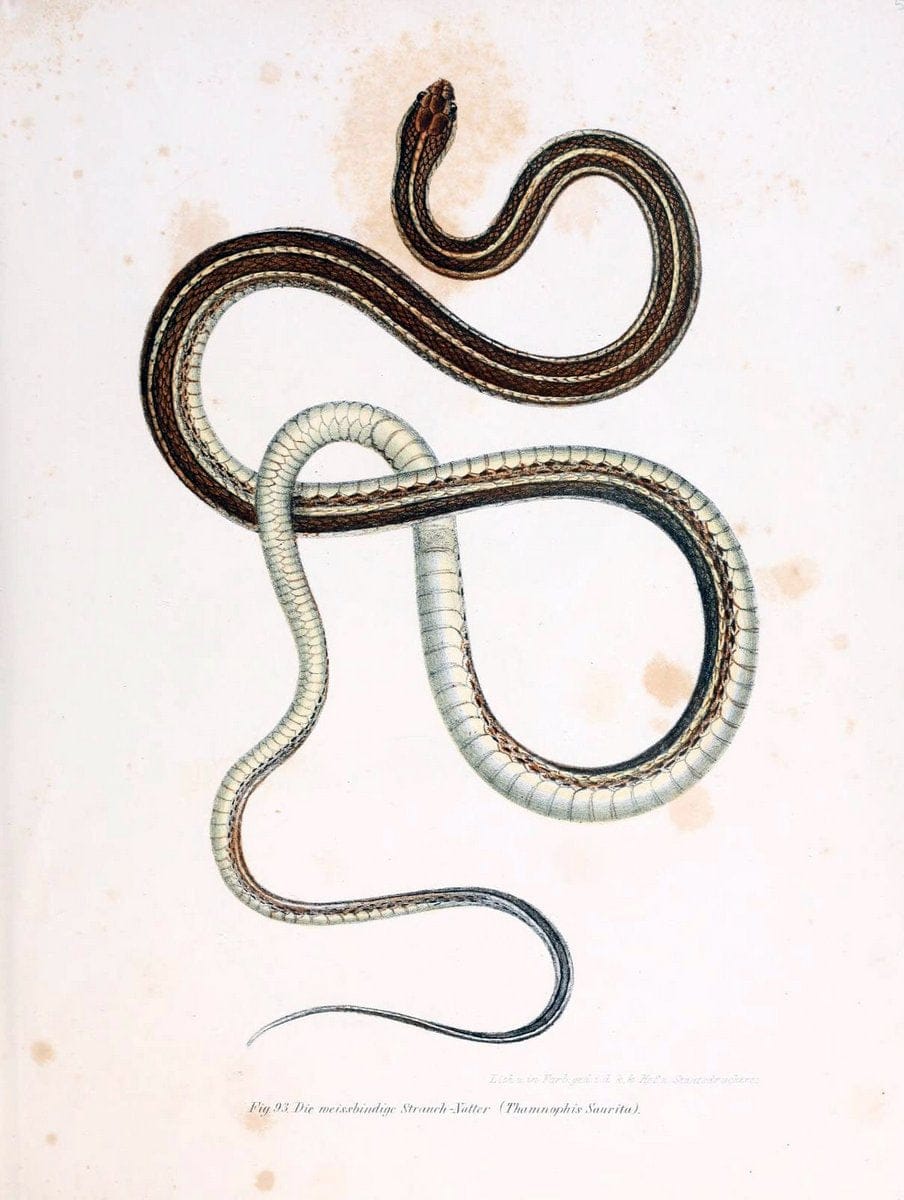 Bilder-Atlas zur wissenschaftlich-populÃ¤ren Naturgeschichte der WirbelthiereWien :K.K. H | Amphibians "Pictorial works" Reptiles  | Vintage Print Reproduction 460981