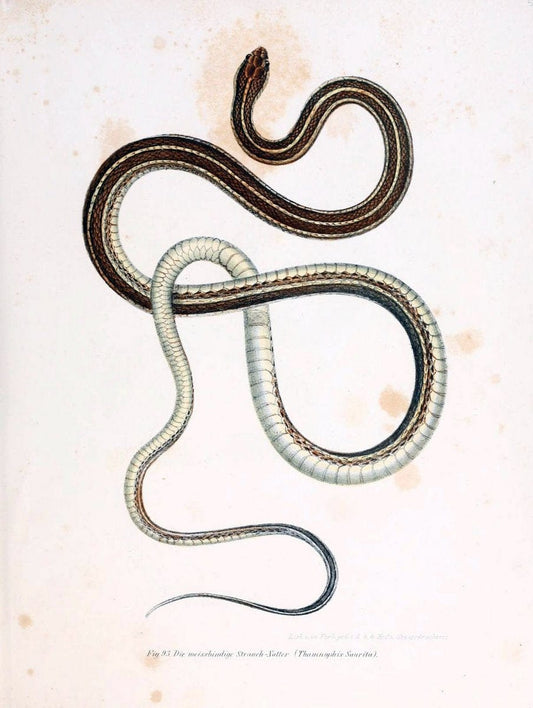 Bilder-Atlas zur wissenschaftlich-populÃ¤ren Naturgeschichte der WirbelthiereWien :K.K. H | Amphibians "Pictorial works" Reptiles  | Vintage Print Reproduction 460981