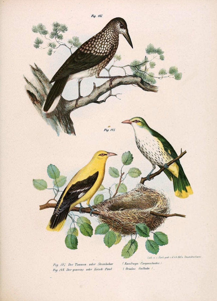 Bilder-atlas zur Wissenschaftlich-populÃ¤ren Naturgeschichte der VÃ¶gel in ihren sÃ¤mmtlich | Birds "Pictorial works"  | Vintage Print Reproduction 460982