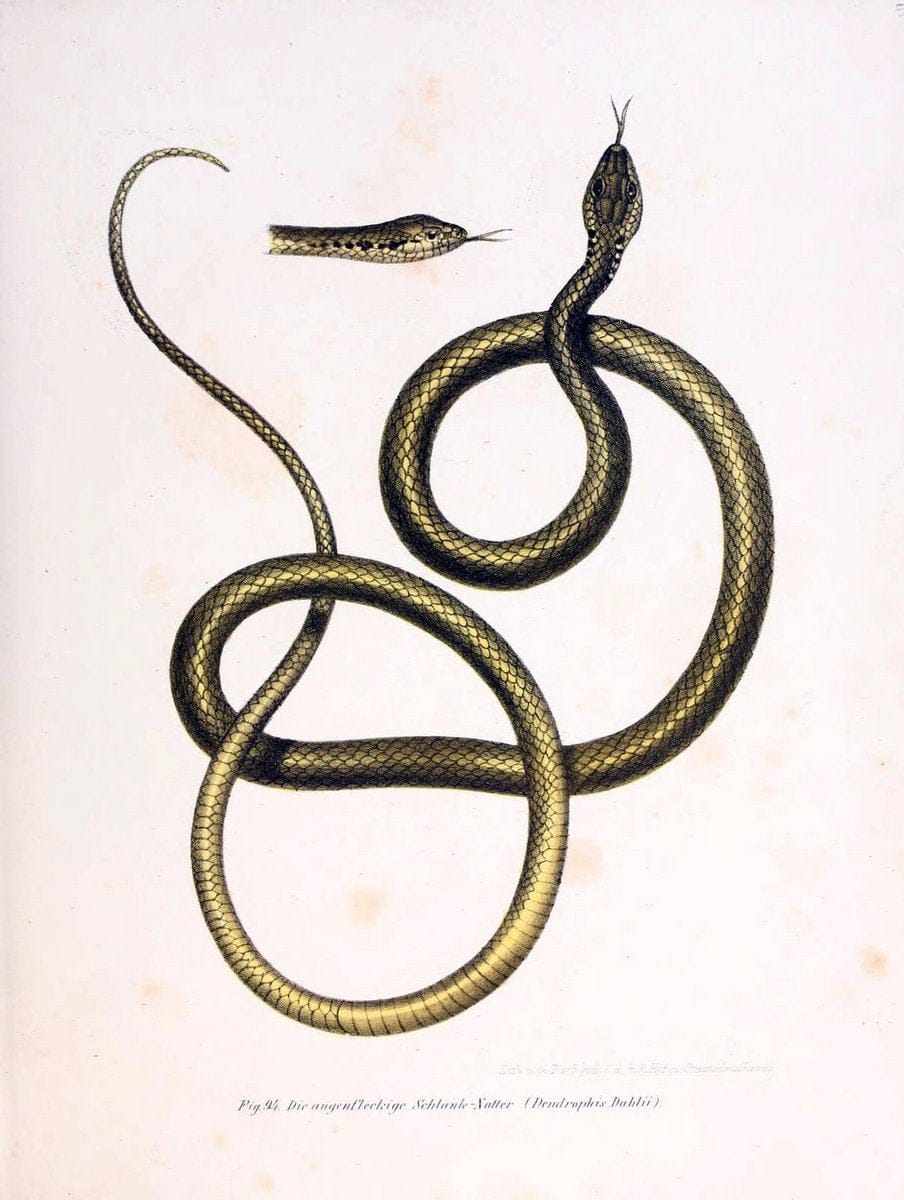 Bilder-Atlas zur wissenschaftlich-populÃ¤ren Naturgeschichte der WirbelthiereWien :K.K. H | Amphibians "Pictorial works" Reptiles  | Vintage Print Reproduction 460983