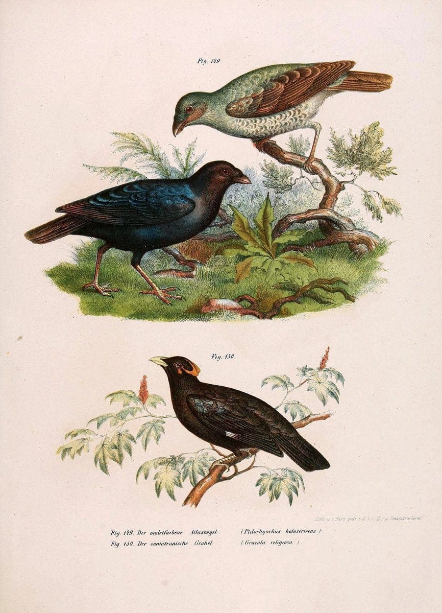 Bilder-atlas zur Wissenschaftlich-populÃ¤ren Naturgeschichte der VÃ¶gel in ihren sÃ¤mmtlich | Birds "Pictorial works"  | Vintage Print Reproduction 460984