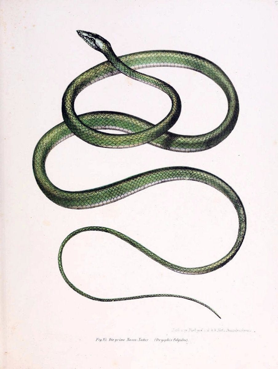 Bilder-Atlas zur wissenschaftlich-populÃ¤ren Naturgeschichte der WirbelthiereWien :K.K. H | Amphibians "Pictorial works" Reptiles  | Vintage Print Reproduction 460985