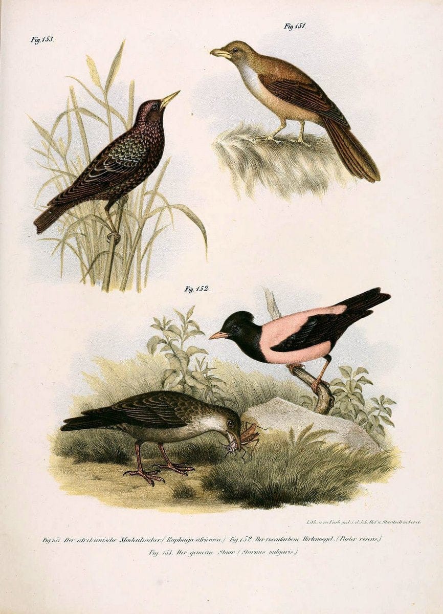 Bilder-atlas zur Wissenschaftlich-populÃ¤ren Naturgeschichte der VÃ¶gel in ihren sÃ¤mmtlich | Birds "Pictorial works"  | Vintage Print Reproduction 460986