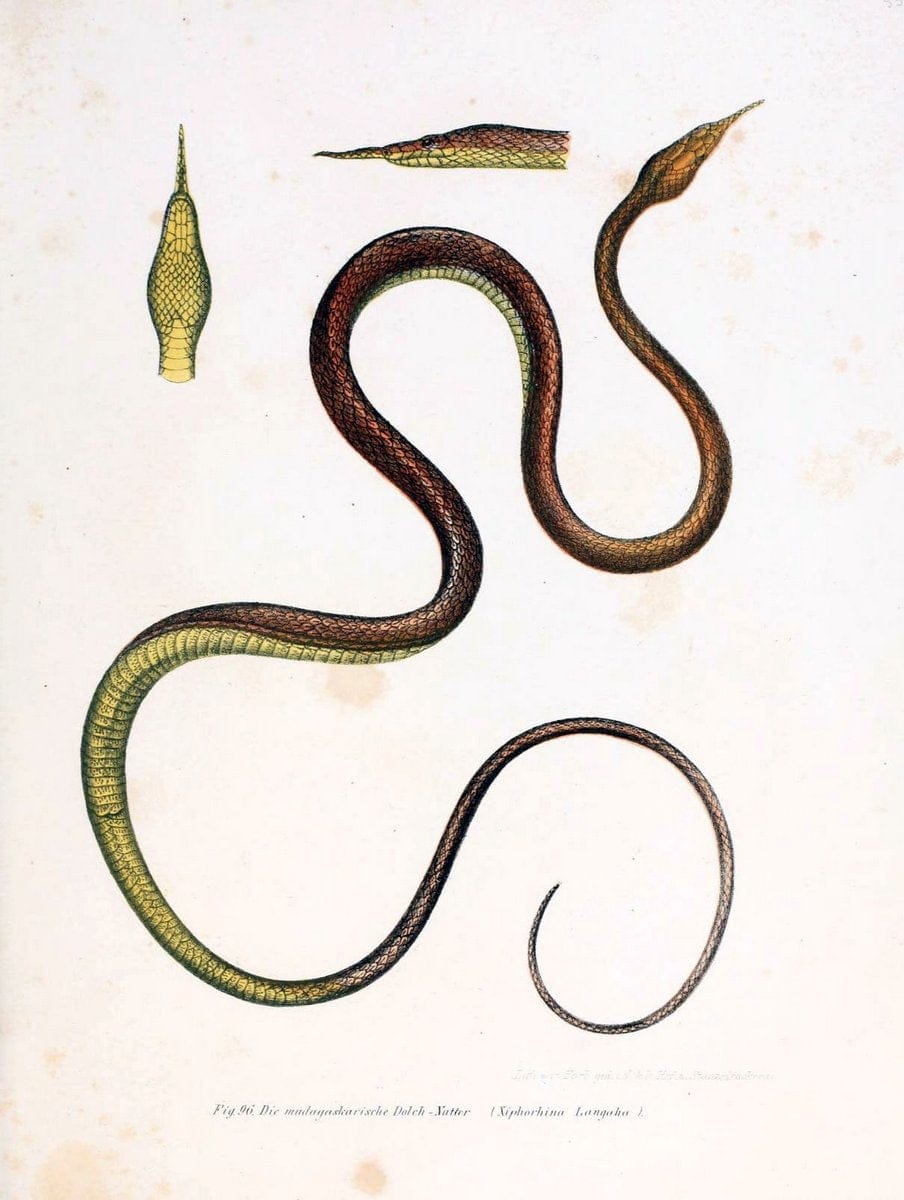 Bilder-Atlas zur wissenschaftlich-populÃ¤ren Naturgeschichte der WirbelthiereWien :K.K. H | Amphibians "Pictorial works" Reptiles  | Vintage Print Reproduction 460987