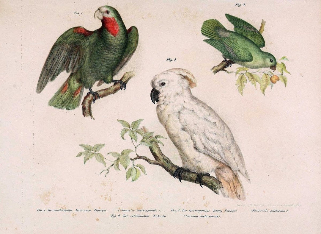 Bilder-atlas zur Wissenschaftlich-populÃ¤ren Naturgeschichte der VÃ¶gel in ihren sÃ¤mmtlich | Birds "Pictorial works"  | Vintage Print Reproduction 460988