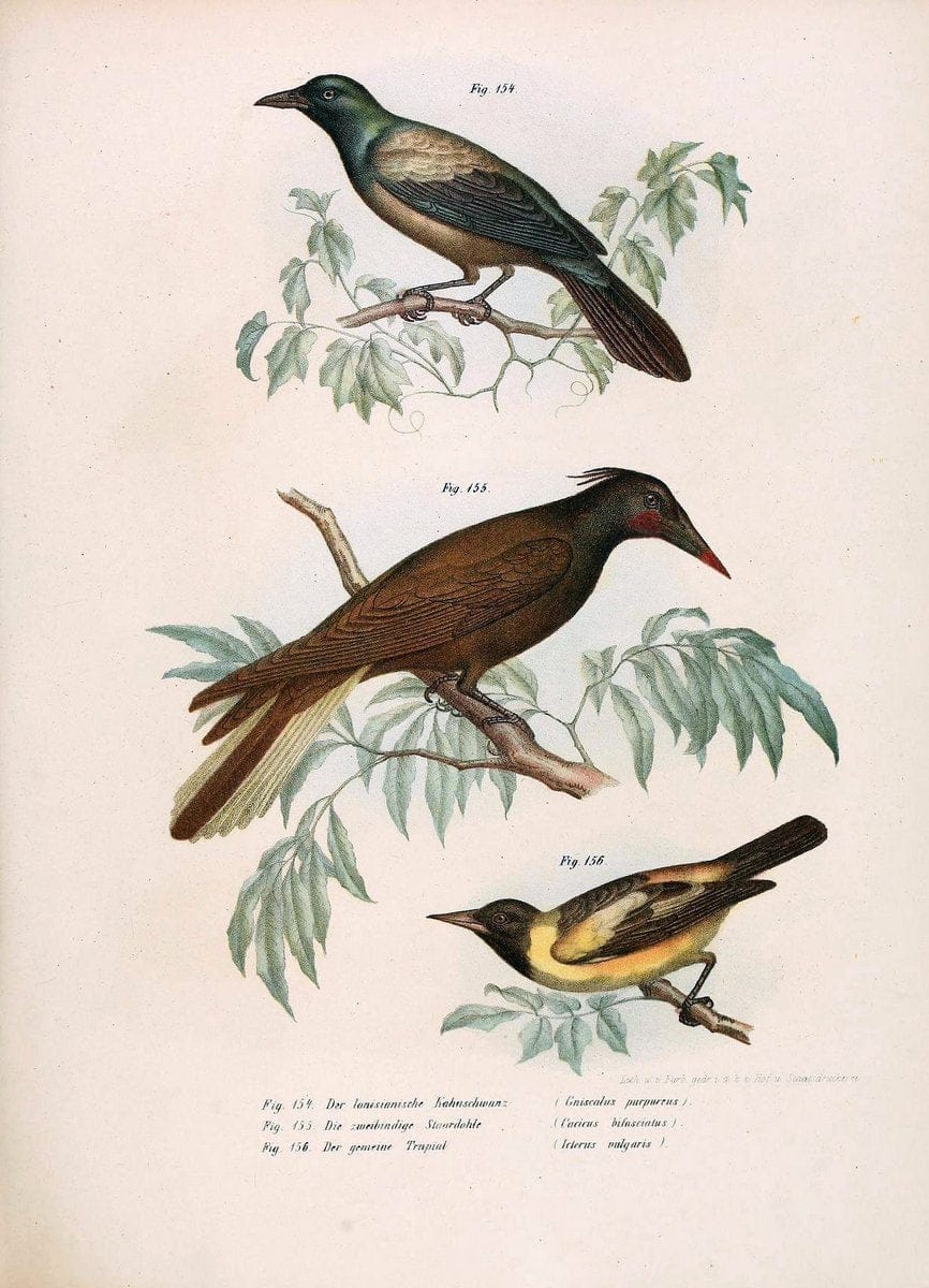 Bilder-atlas zur Wissenschaftlich-populÃ¤ren Naturgeschichte der VÃ¶gel in ihren sÃ¤mmtlich | Birds "Pictorial works"  | Vintage Print Reproduction 460989