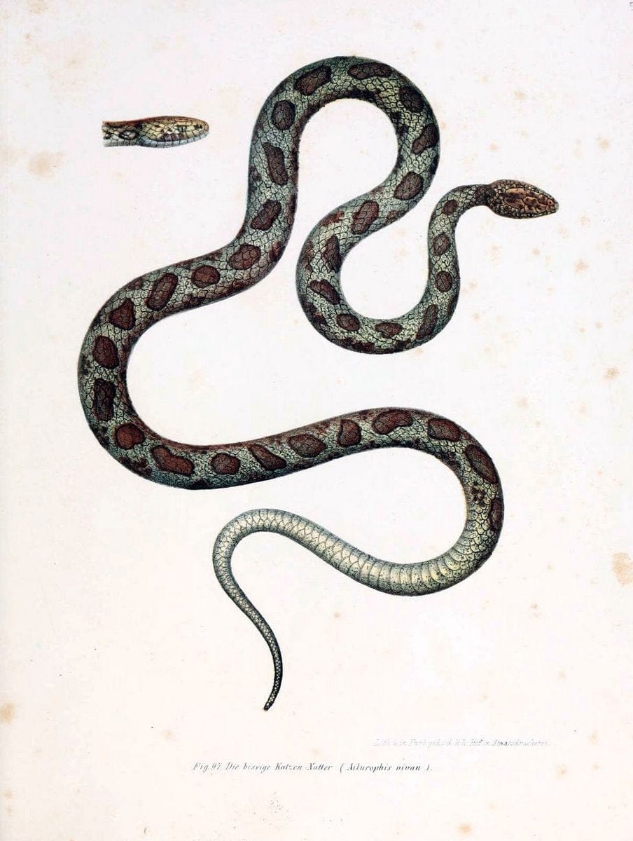 Bilder-Atlas zur wissenschaftlich-populÃ¤ren Naturgeschichte der WirbelthiereWien :K.K. H | Amphibians "Pictorial works" Reptiles  | Vintage Print Reproduction 460990