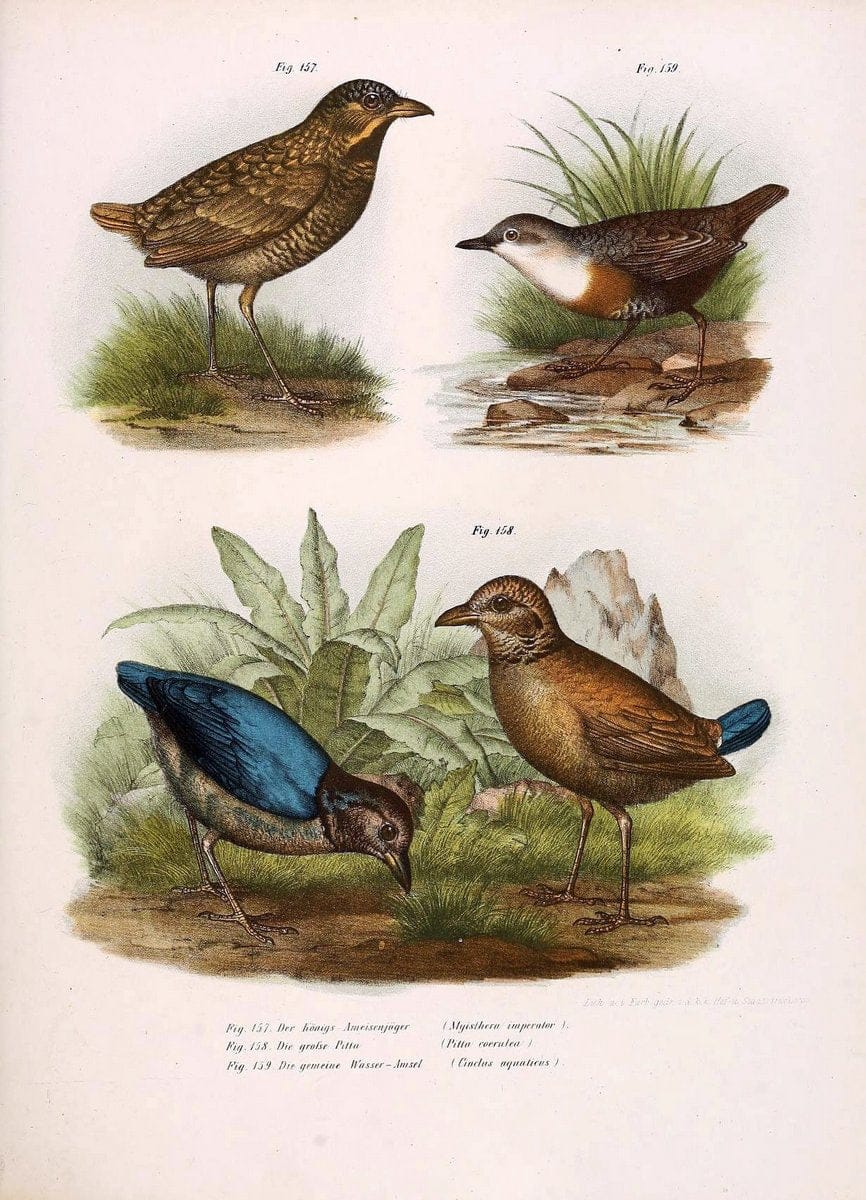 Bilder-atlas zur Wissenschaftlich-populÃ¤ren Naturgeschichte der VÃ¶gel in ihren sÃ¤mmtlich | Birds "Pictorial works"  | Vintage Print Reproduction 460991