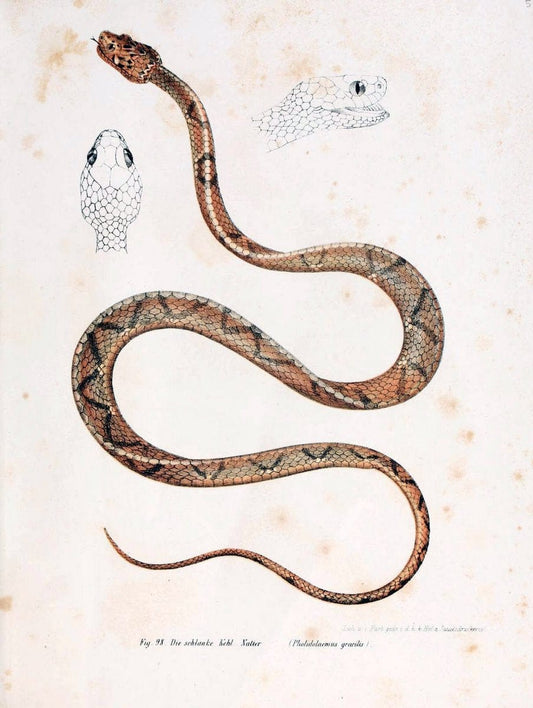 Bilder-Atlas zur wissenschaftlich-populÃ¤ren Naturgeschichte der WirbelthiereWien :K.K. H | Amphibians "Pictorial works" Reptiles  | Vintage Print Reproduction 460992