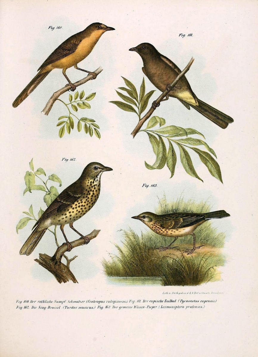 Bilder-atlas zur Wissenschaftlich-populÃ¤ren Naturgeschichte der VÃ¶gel in ihren sÃ¤mmtlich | Birds "Pictorial works"  | Vintage Print Reproduction 460993
