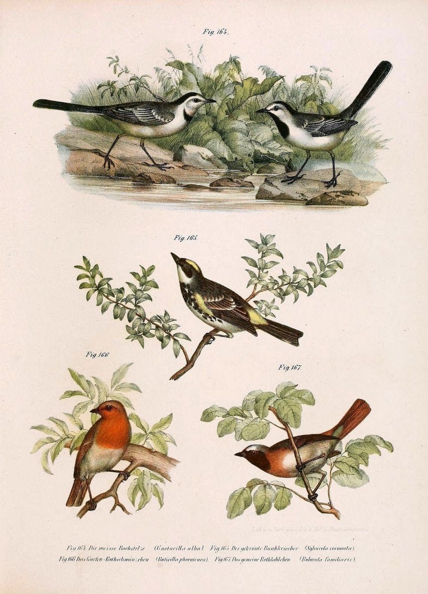 Bilder-atlas zur Wissenschaftlich-populÃ¤ren Naturgeschichte der VÃ¶gel in ihren sÃ¤mmtlich | Birds "Pictorial works"  | Vintage Print Reproduction 460994