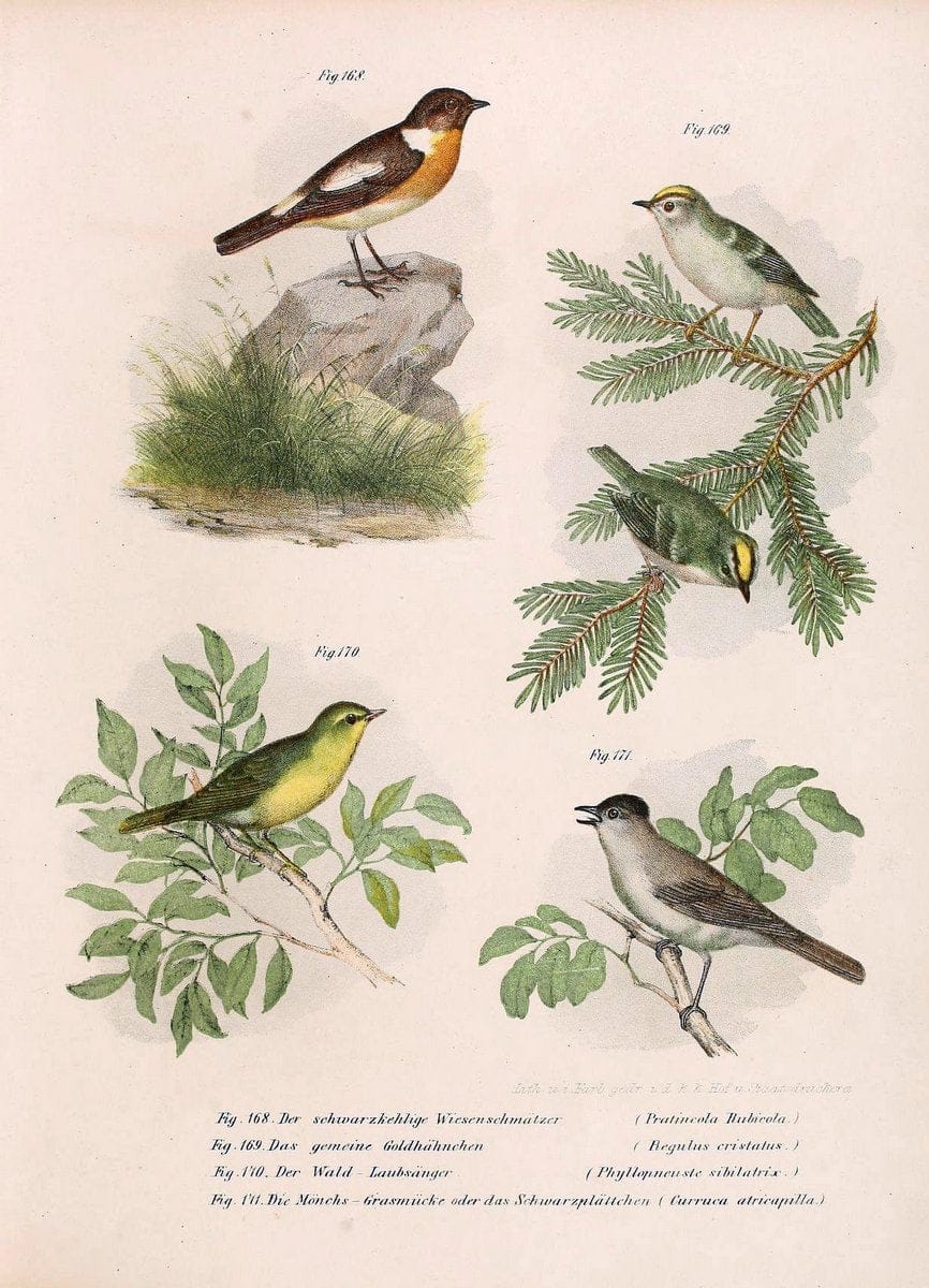 Bilder-atlas zur Wissenschaftlich-populÃ¤ren Naturgeschichte der VÃ¶gel in ihren sÃ¤mmtlich | Birds "Pictorial works"  | Vintage Print Reproduction 460995