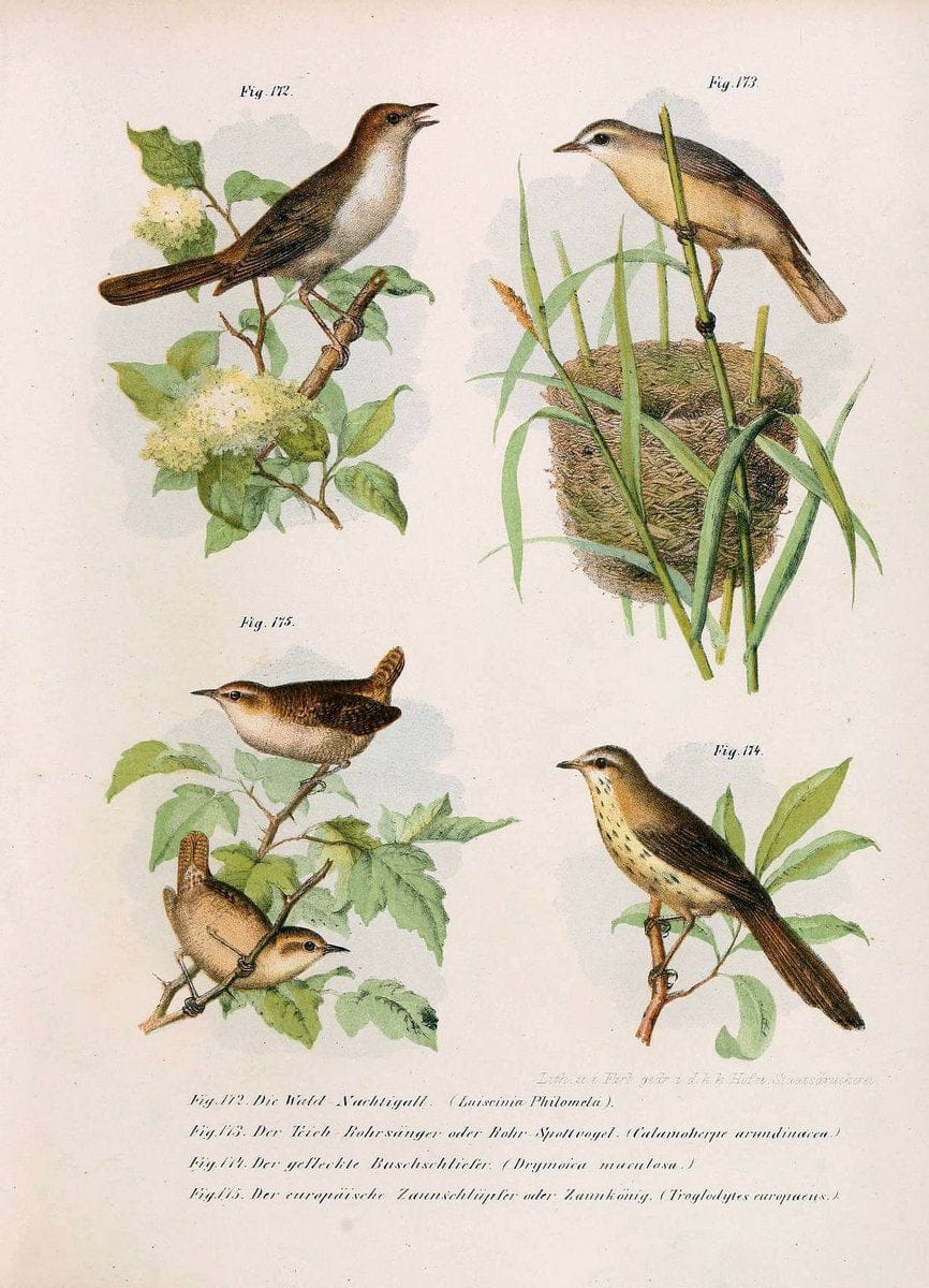 Bilder-atlas zur Wissenschaftlich-populÃ¤ren Naturgeschichte der VÃ¶gel in ihren sÃ¤mmtlich | Birds "Pictorial works"  | Vintage Print Reproduction 460996