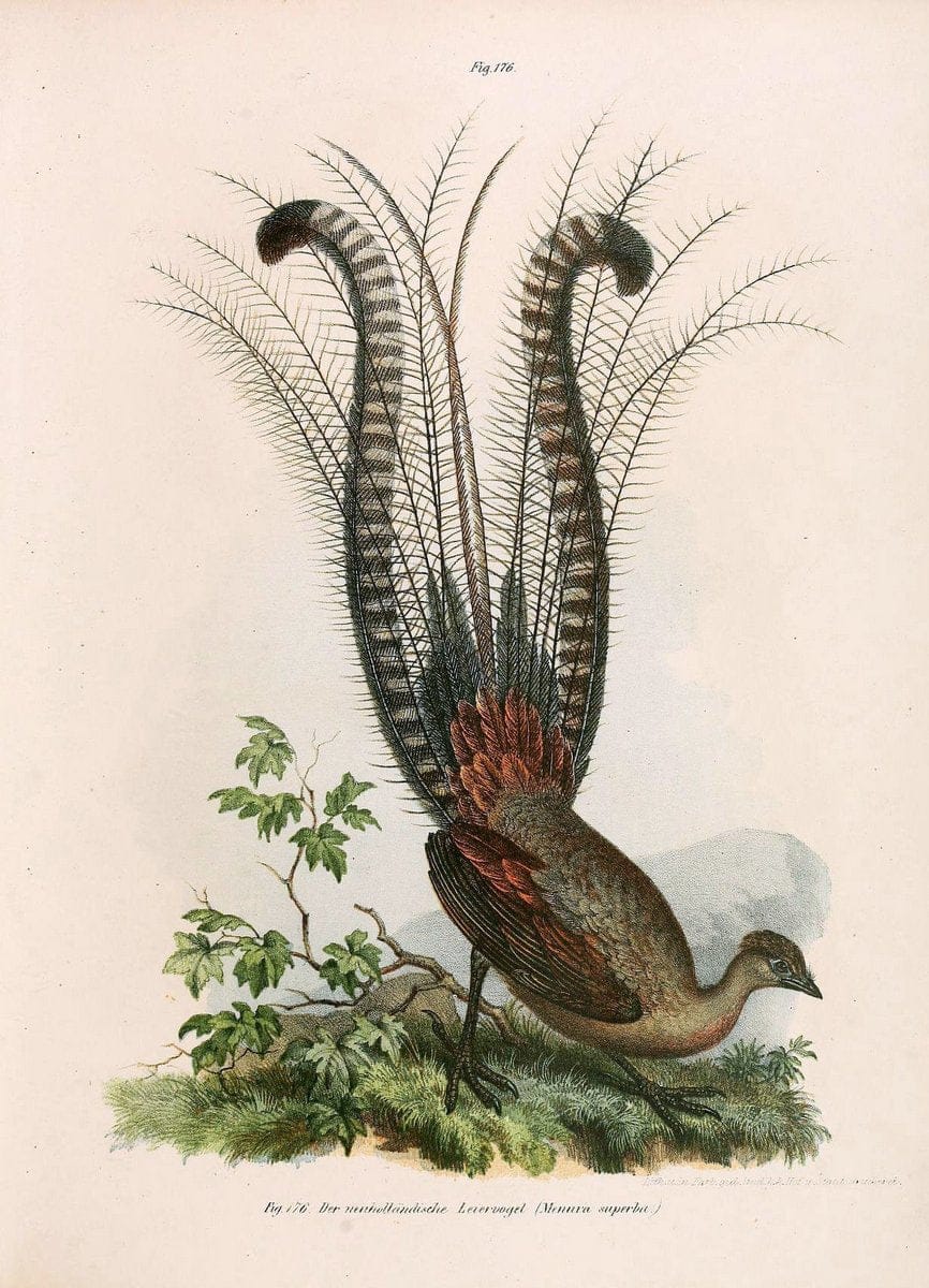 Bilder-atlas zur Wissenschaftlich-populÃ¤ren Naturgeschichte der VÃ¶gel in ihren sÃ¤mmtlich | Birds "Pictorial works"  | Vintage Print Reproduction 460997