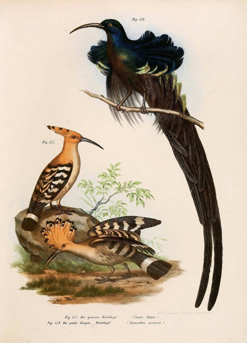 Bilder-atlas zur Wissenschaftlich-populÃ¤ren Naturgeschichte der VÃ¶gel in ihren sÃ¤mmtlich | Birds "Pictorial works"  | Vintage Print Reproduction 460998