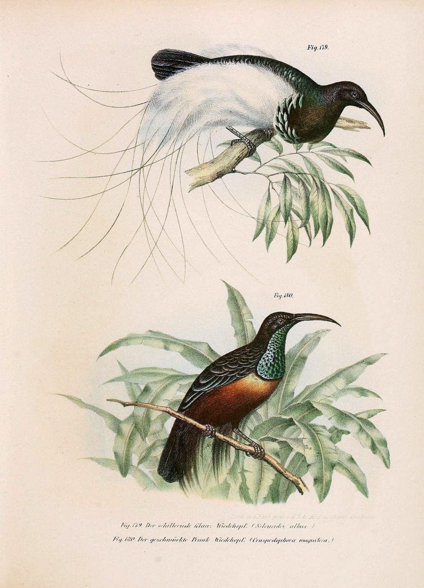 Bilder-atlas zur Wissenschaftlich-populÃ¤ren Naturgeschichte der VÃ¶gel in ihren sÃ¤mmtlich | Birds "Pictorial works"  | Vintage Print Reproduction 460999