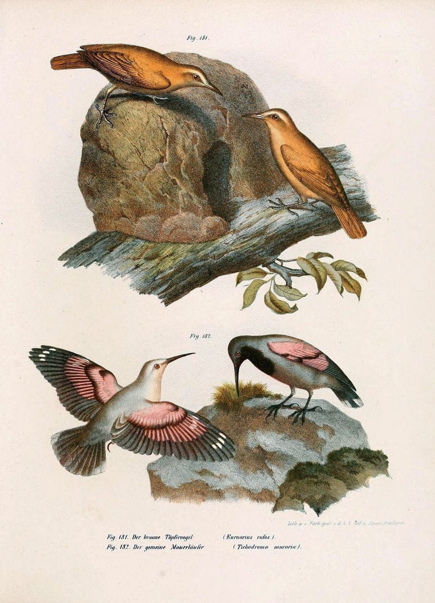Bilder-atlas zur Wissenschaftlich-populÃ¤ren Naturgeschichte der VÃ¶gel in ihren sÃ¤mmtlich | Birds "Pictorial works"  | Vintage Print Reproduction 461000