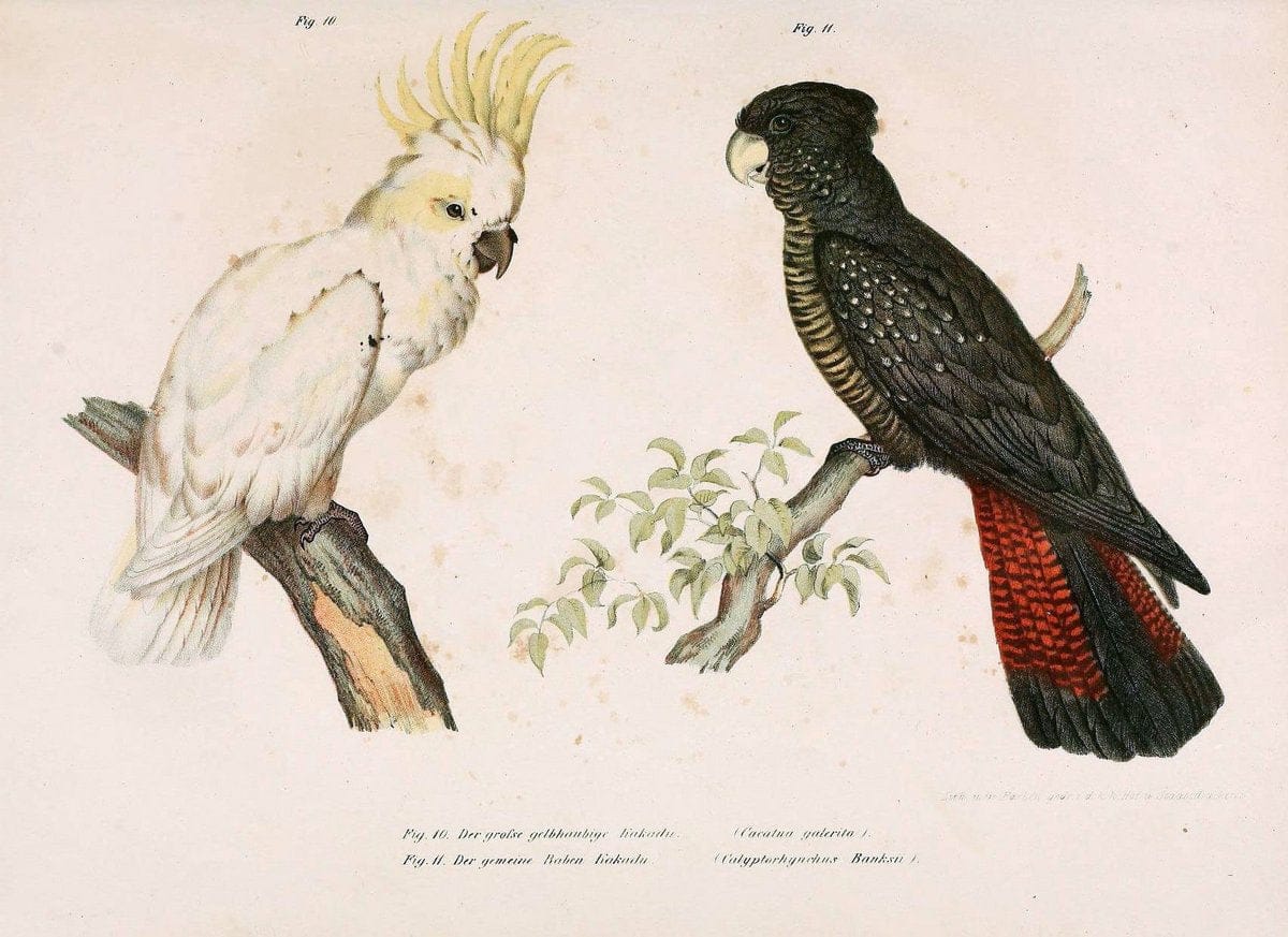 Bilder-atlas zur Wissenschaftlich-populÃ¤ren Naturgeschichte der VÃ¶gel in ihren sÃ¤mmtlich | Birds "Pictorial works"  | Vintage Print Reproduction 461001