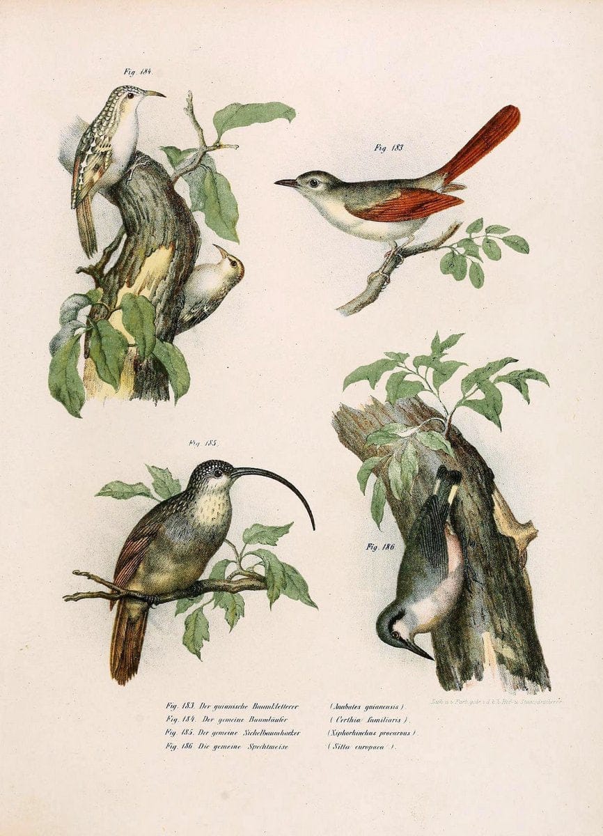 Bilder-atlas zur Wissenschaftlich-populÃ¤ren Naturgeschichte der VÃ¶gel in ihren sÃ¤mmtlich | Birds "Pictorial works"  | Vintage Print Reproduction 461002