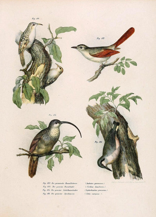 Bilder-atlas zur Wissenschaftlich-populÃ¤ren Naturgeschichte der VÃ¶gel in ihren sÃ¤mmtlich | Birds "Pictorial works"  | Vintage Print Reproduction 461002
