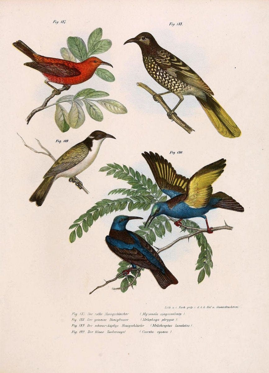 Bilder-atlas zur Wissenschaftlich-populÃ¤ren Naturgeschichte der VÃ¶gel in ihren sÃ¤mmtlich | Birds "Pictorial works"  | Vintage Print Reproduction 461003