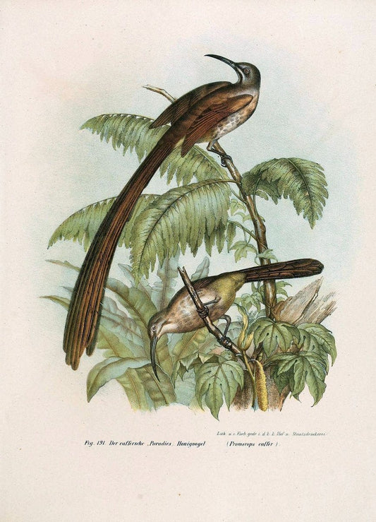 Bilder-atlas zur Wissenschaftlich-populÃ¤ren Naturgeschichte der VÃ¶gel in ihren sÃ¤mmtlich | Birds "Pictorial works"  | Vintage Print Reproduction 461004