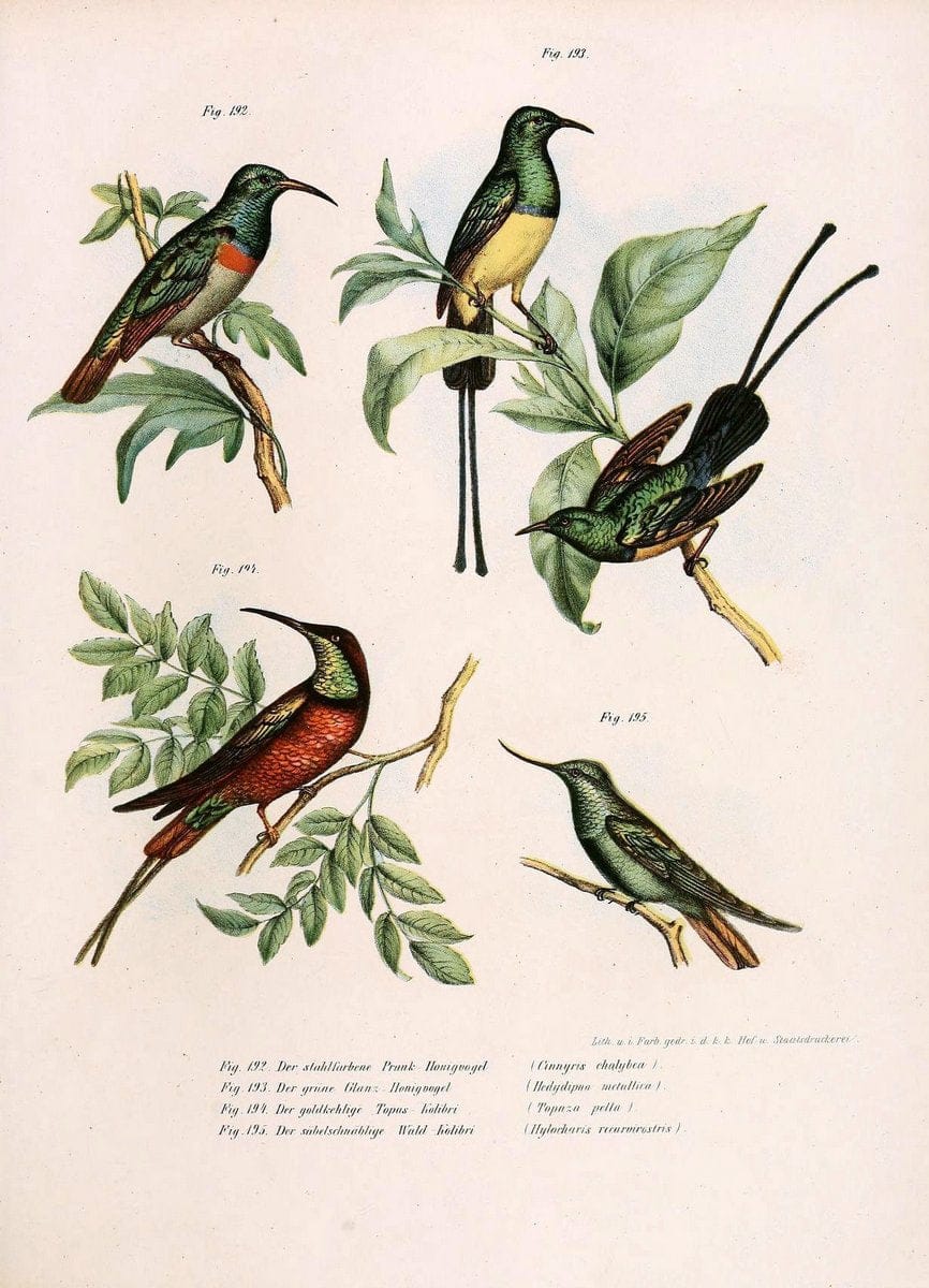 Bilder-atlas zur Wissenschaftlich-populÃ¤ren Naturgeschichte der VÃ¶gel in ihren sÃ¤mmtlich | Birds "Pictorial works"  | Vintage Print Reproduction 461005