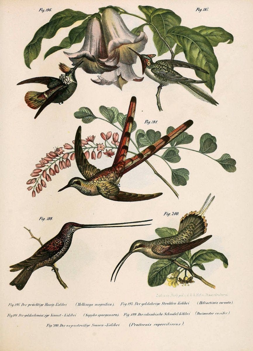 Bilder-atlas zur Wissenschaftlich-populÃ¤ren Naturgeschichte der VÃ¶gel in ihren sÃ¤mmtlich | Birds "Pictorial works"  | Vintage Print Reproduction 461006