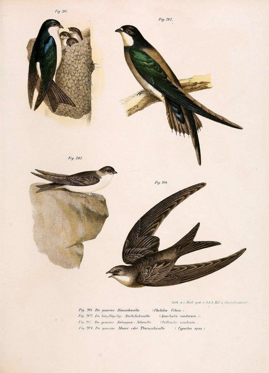 Bilder-atlas zur Wissenschaftlich-populÃ¤ren Naturgeschichte der VÃ¶gel in ihren sÃ¤mmtlich | Birds "Pictorial works"  | Vintage Print Reproduction 461007