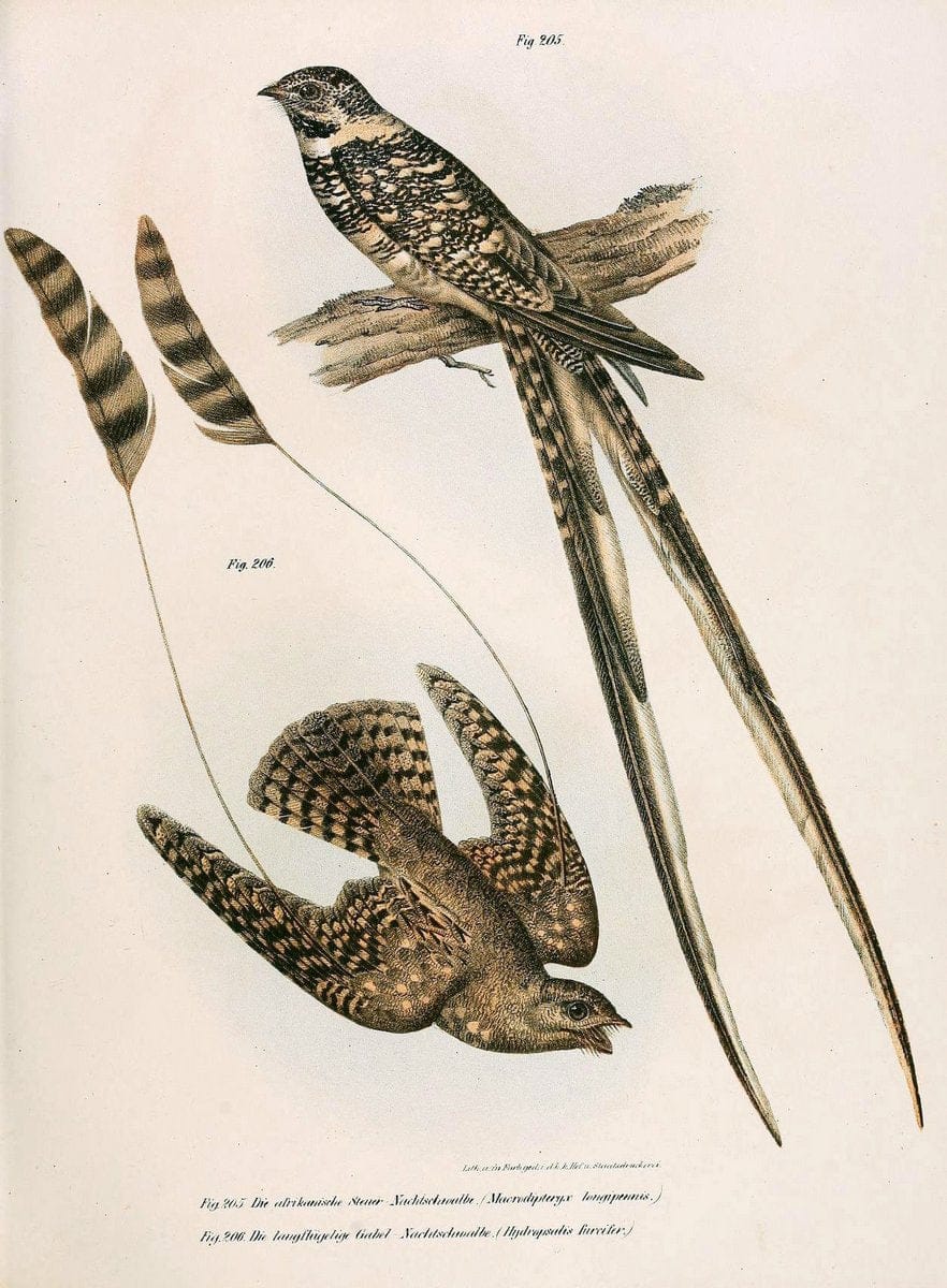 Bilder-atlas zur Wissenschaftlich-populÃ¤ren Naturgeschichte der VÃ¶gel in ihren sÃ¤mmtlich | Birds "Pictorial works"  | Vintage Print Reproduction 461008