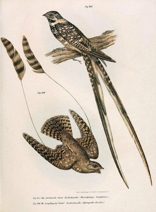 Bilder-atlas zur Wissenschaftlich-populÃ¤ren Naturgeschichte der VÃ¶gel in ihren sÃ¤mmtlich | Birds "Pictorial works"  | Vintage Print Reproduction 461008