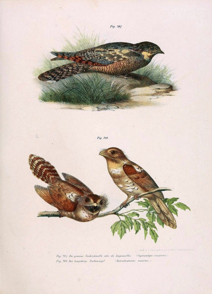 Bilder-atlas zur Wissenschaftlich-populÃ¤ren Naturgeschichte der VÃ¶gel in ihren sÃ¤mmtlich | Birds "Pictorial works"  | Vintage Print Reproduction 461009