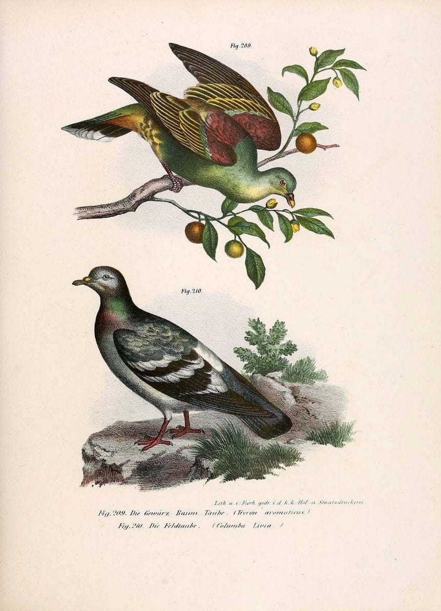 Bilder-atlas zur Wissenschaftlich-populÃ¤ren Naturgeschichte der VÃ¶gel in ihren sÃ¤mmtlich | Birds "Pictorial works"  | Vintage Print Reproduction 461010
