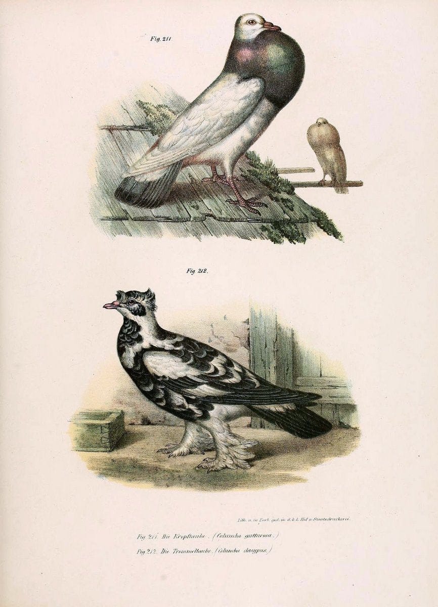 Bilder-atlas zur Wissenschaftlich-populÃ¤ren Naturgeschichte der VÃ¶gel in ihren sÃ¤mmtlich | Birds "Pictorial works"  | Vintage Print Reproduction 461011