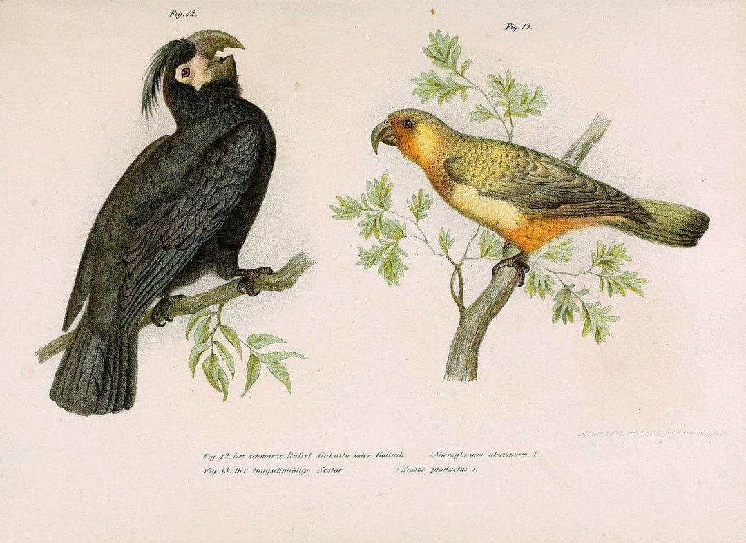 Bilder-atlas zur Wissenschaftlich-populÃ¤ren Naturgeschichte der VÃ¶gel in ihren sÃ¤mmtlich | Birds "Pictorial works"  | Vintage Print Reproduction 461012