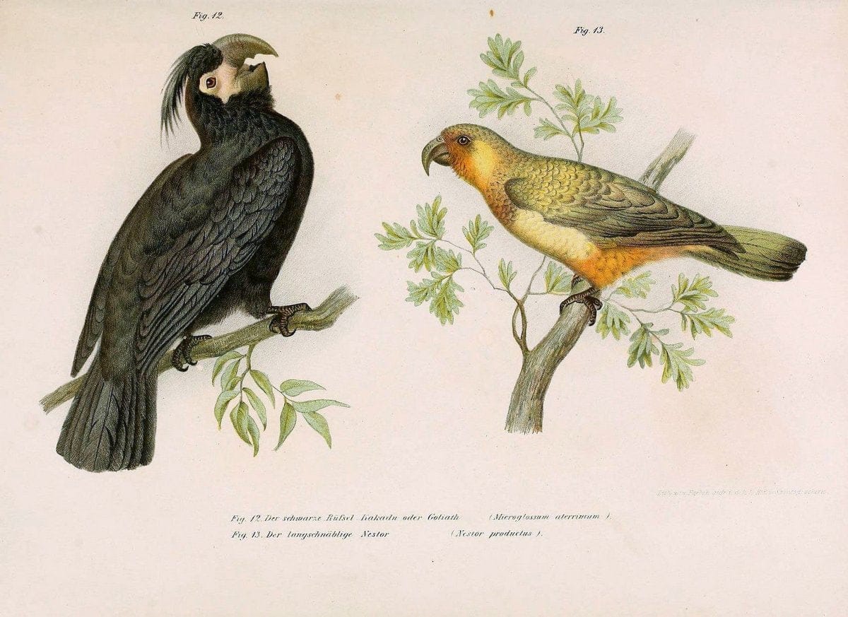 Bilder-atlas zur Wissenschaftlich-populÃ¤ren Naturgeschichte der VÃ¶gel in ihren sÃ¤mmtlich | Birds "Pictorial works"  | Vintage Print Reproduction 461012