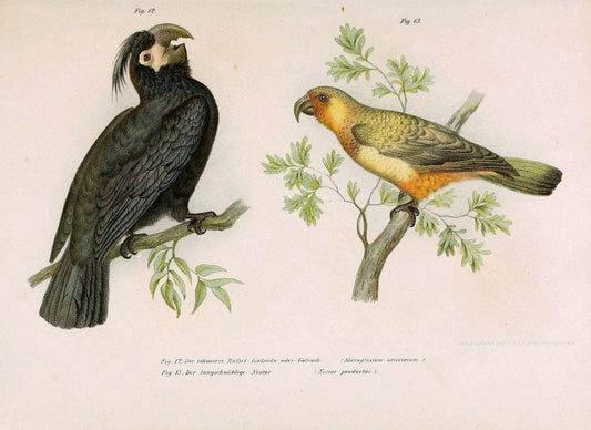 Bilder-atlas zur Wissenschaftlich-populÃ¤ren Naturgeschichte der VÃ¶gel in ihren sÃ¤mmtlich | Birds "Pictorial works"  | Vintage Print Reproduction 461012