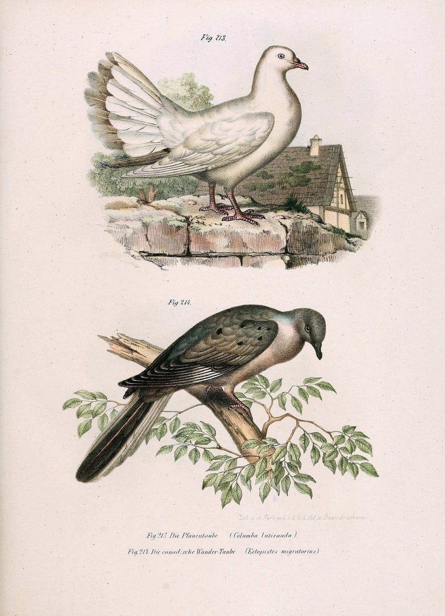 Bilder-atlas zur Wissenschaftlich-populÃ¤ren Naturgeschichte der VÃ¶gel in ihren sÃ¤mmtlich | Birds "Pictorial works"  | Vintage Print Reproduction 461013