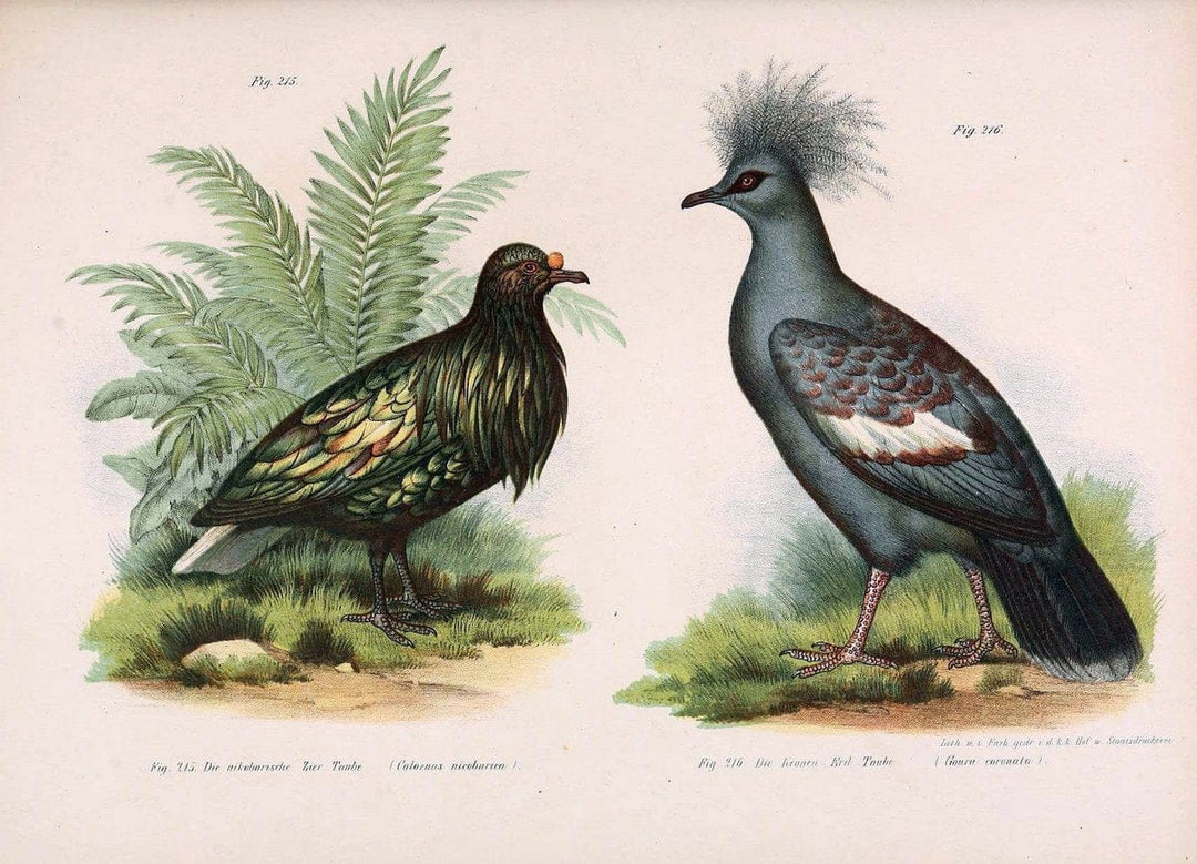 Bilder-atlas zur Wissenschaftlich-populÃ¤ren Naturgeschichte der VÃ¶gel in ihren sÃ¤mmtlich | Birds "Pictorial works"  | Vintage Print Reproduction 461014