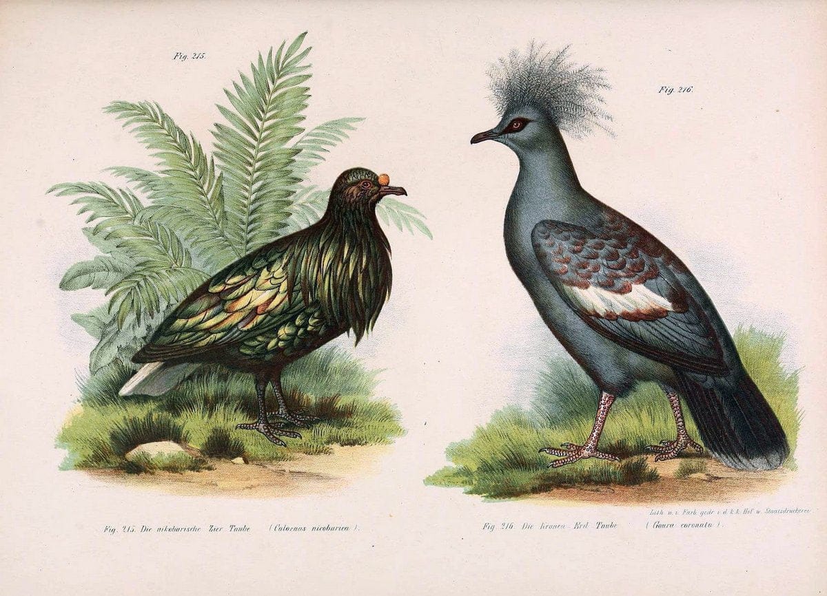 Bilder-atlas zur Wissenschaftlich-populÃ¤ren Naturgeschichte der VÃ¶gel in ihren sÃ¤mmtlich | Birds "Pictorial works"  | Vintage Print Reproduction 461014